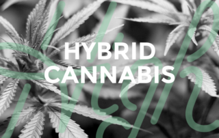 Hybrid Cannabis High Tops