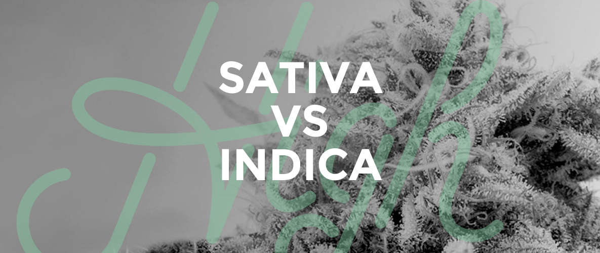 Sativa vs Indica? | High Tops Blog