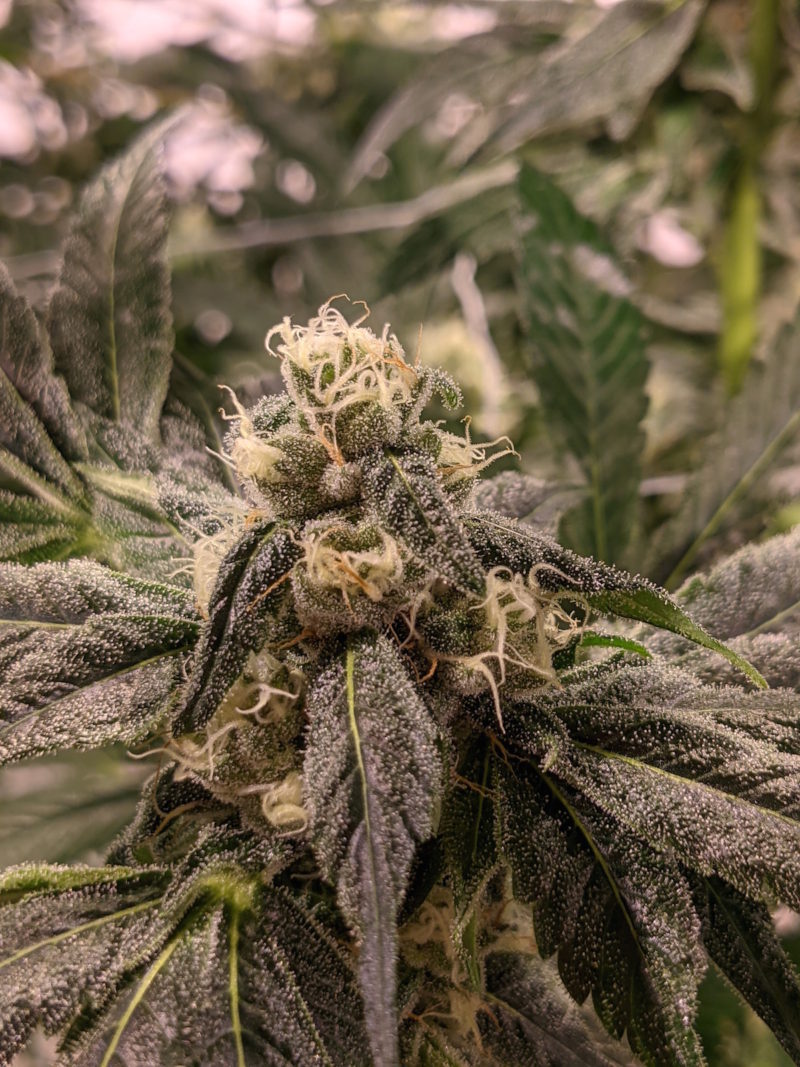 London Pound Cake 75 × Kush Mints 11 Hightops Cannabis Dispensary