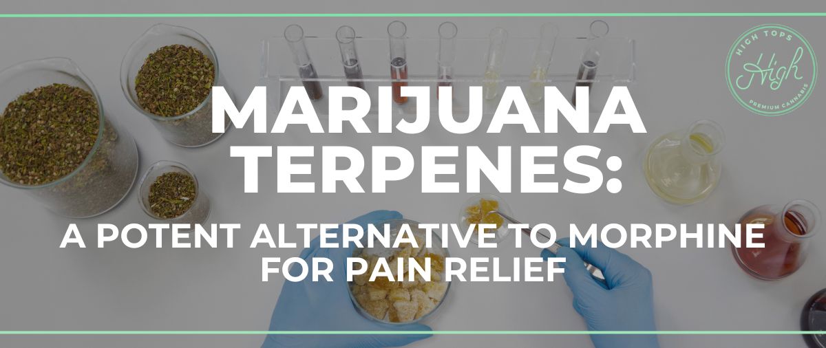 marijuana terpenes: A Potent Alternative to Morphine for Pain Relief