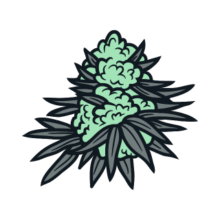 shop flower at hightops dispensary in colorado springs, CO