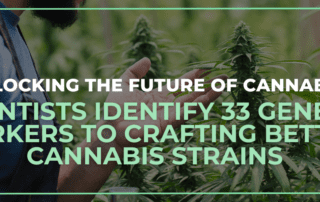 Unlocking the Future of Cannabis: Scientists Identify 33 Genetic Markers to Crafting Better Cannabis Strains